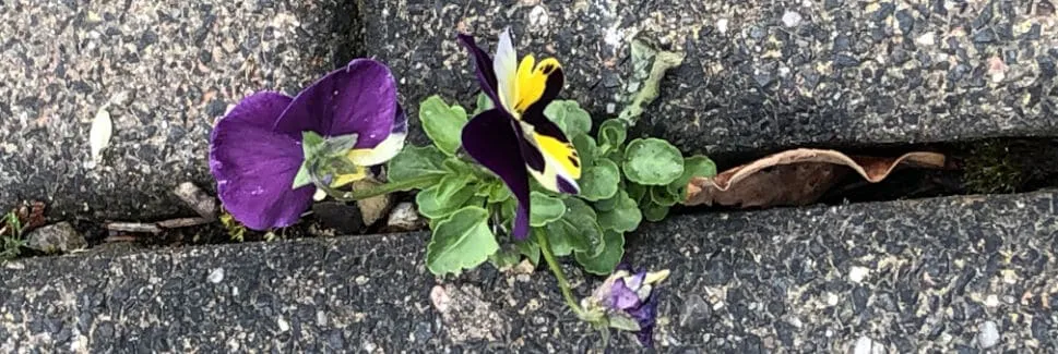 Die Blume in der Mauerspalte